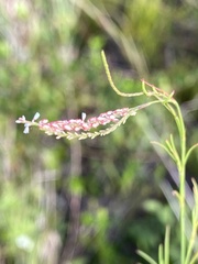Polygonella ciliata