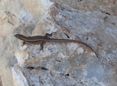 Podarcis muralis