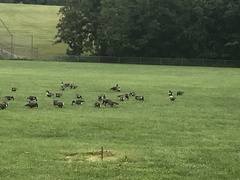 Branta canadensis