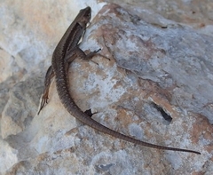 Podarcis muralis