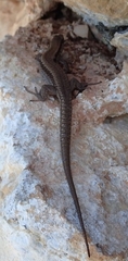 Podarcis muralis
