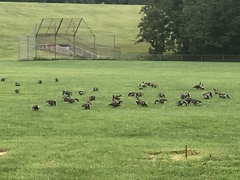 Branta canadensis