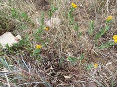 Lasiosiphon capitatus