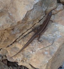 Podarcis muralis