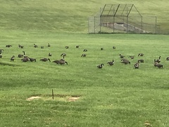 Branta canadensis