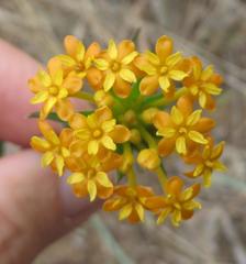 Lasiosiphon capitatus