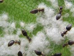 Technomyrmex pallipes