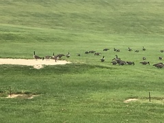 Branta canadensis