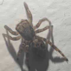 Pseudeuophrys lanigera