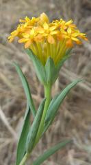 Lasiosiphon capitatus