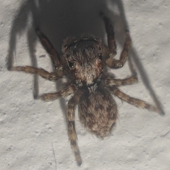 Pseudeuophrys lanigera
