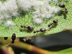 Technomyrmex pallipes