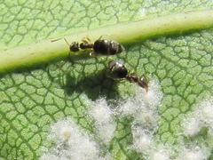Technomyrmex pallipes