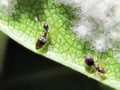Technomyrmex pallipes