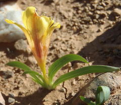 Tritonia florentiae