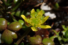 Ranunculus glabrifolius