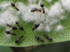 Technomyrmex pallipes
