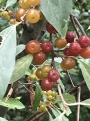 Elaeagnus umbellata