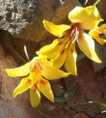 Tritonia florentiae