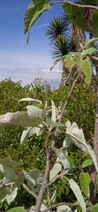 Parthenium tomentosum