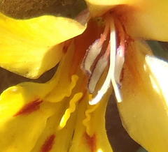 Tritonia florentiae