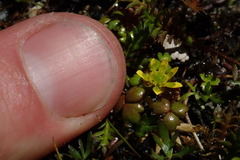 Ranunculus glabrifolius