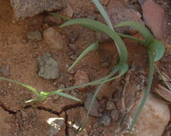 Tritonia florentiae