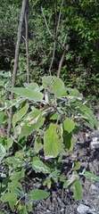 Parthenium tomentosum