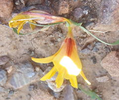 Tritonia florentiae