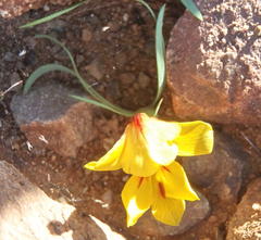 Tritonia florentiae