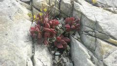 Delosperma patersoniae