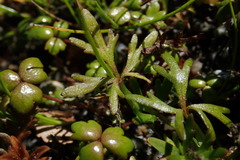 Ranunculus glabrifolius