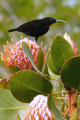 Leucospermum glabrum