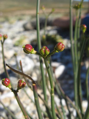 Euphorbia exilis