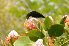 Leucospermum glabrum