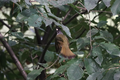 Spizixos semitorques