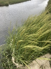 Sporobolus anglicus