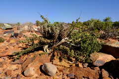 Thesium whitehillensis