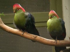 Fischer's Turaco photo 2