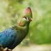 Fischer's Turaco - Photo (c) Νaej, some rights reserved (CC BY-NC-SA)
