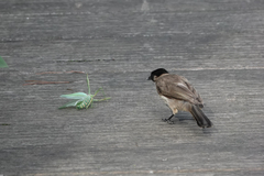 Pycnonotus xanthorrhous