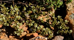 Thesium whitehillensis