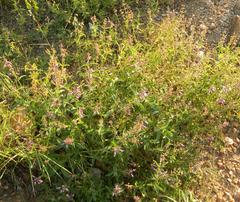 Ocimum americanum americanum