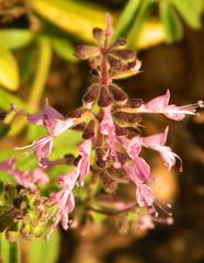 Ocimum americanum americanum