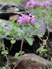 Thymus nummularius