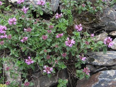 Thymus nummularius