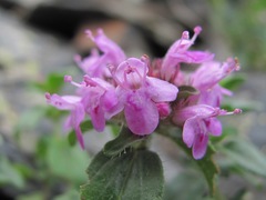 Thymus nummularius