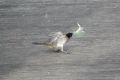 Pycnonotus xanthorrhous