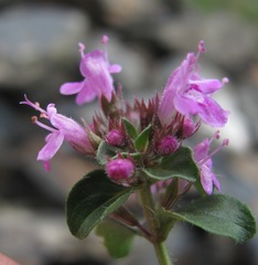 Thymus nummularius
