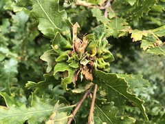 Andricus multiplicatus